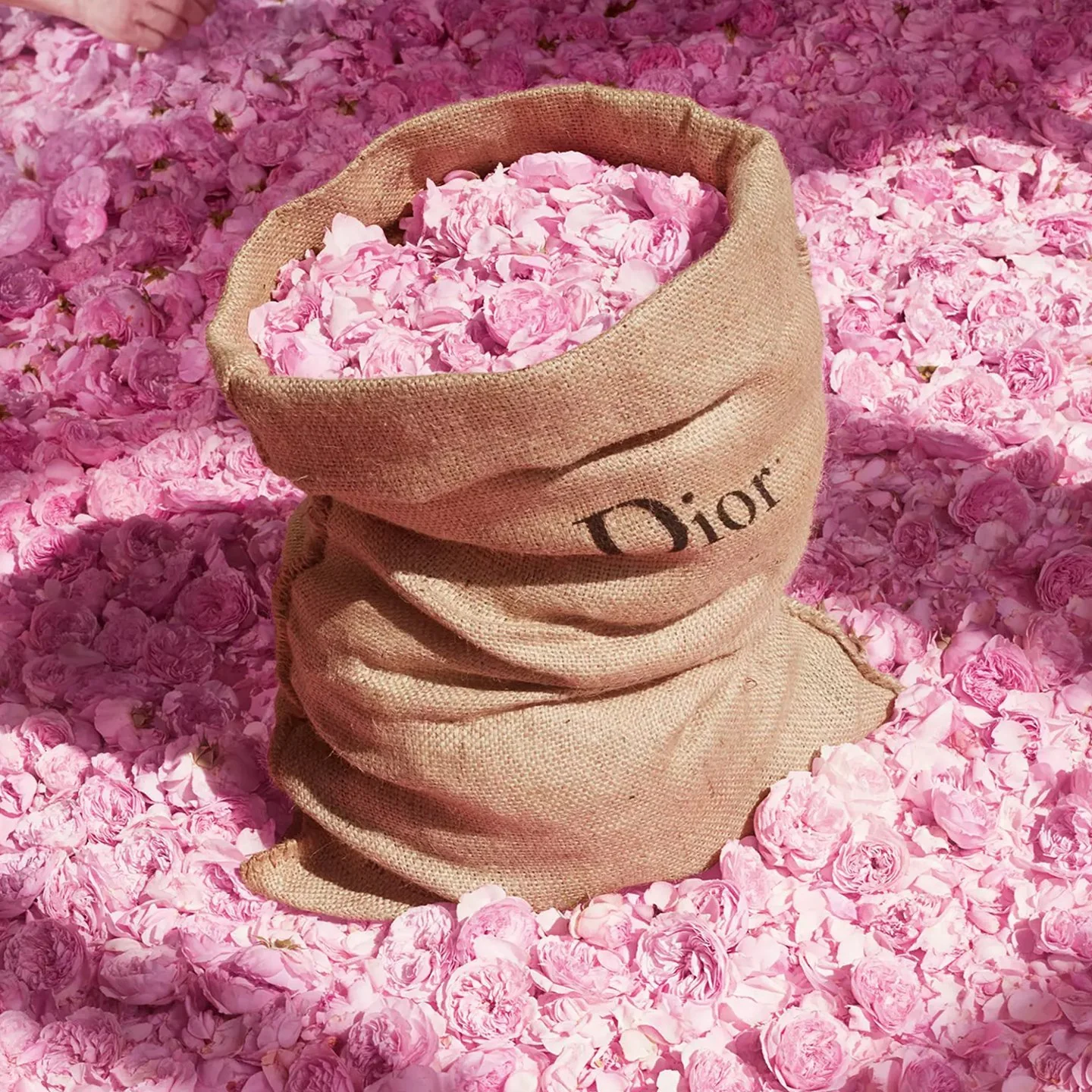 Dior Miss Dior EDT - Image 10