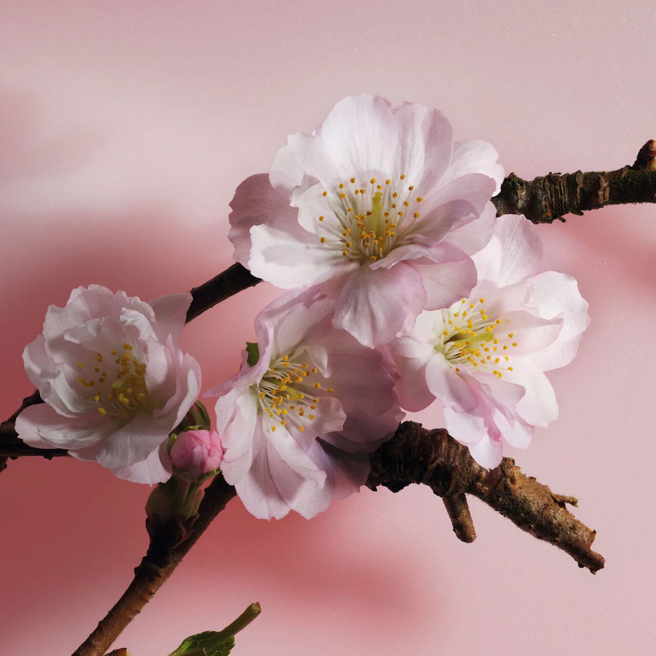 Dior Sakura EDP - Image 5