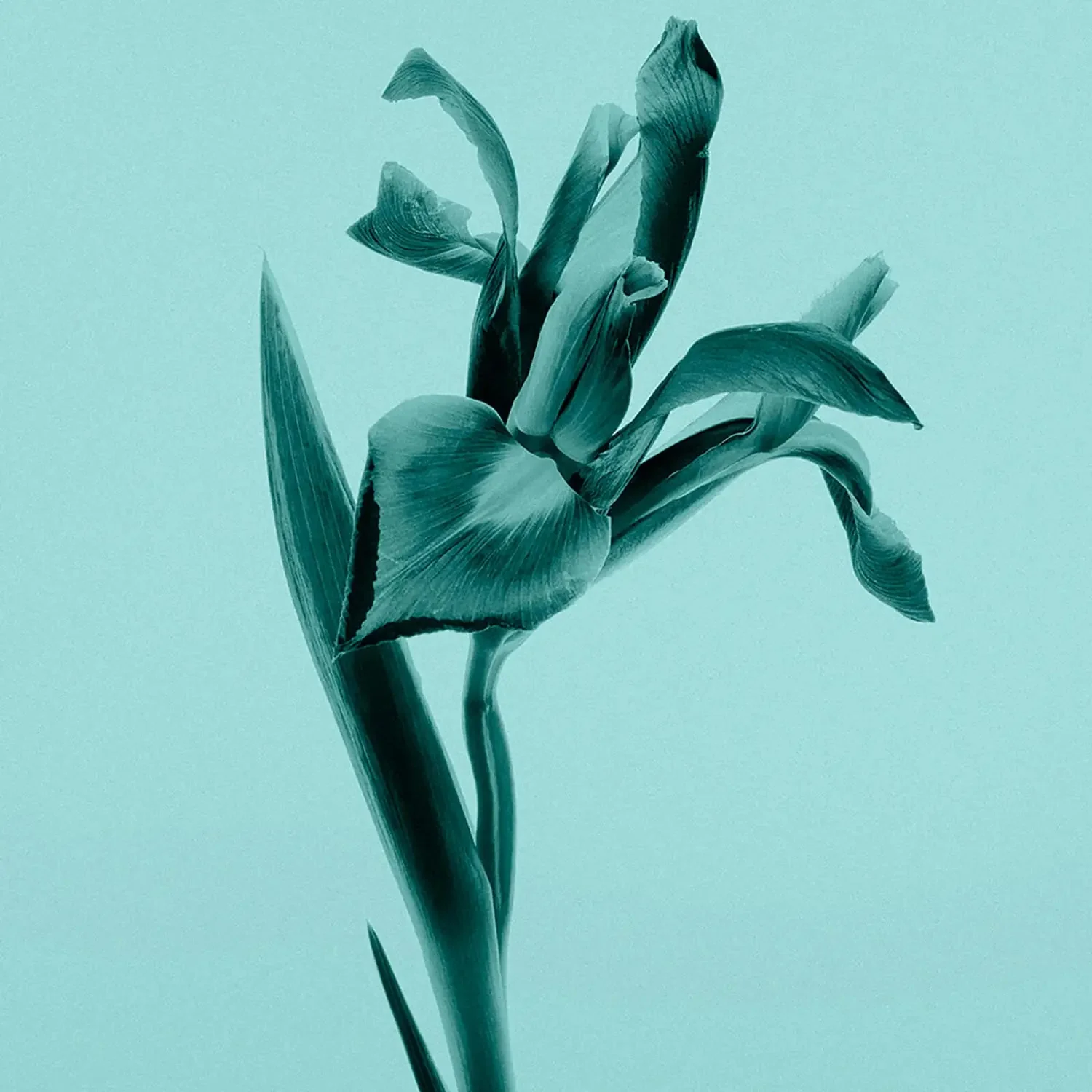 Tiffany & Co. Intense EDP - Image 3